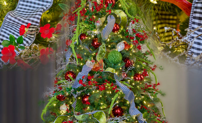 Enchanted Timberline